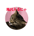 うめたんのあいさつにゃ！2（個別スタンプ：14）