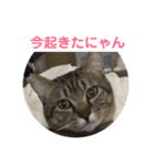 うめたんのあいさつにゃ！2（個別スタンプ：20）