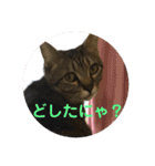 うめたんのあいさつにゃ！2（個別スタンプ：23）