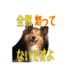 いぬのスタンプだよ2（個別スタンプ：11）