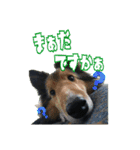 いぬのスタンプだよ2（個別スタンプ：12）