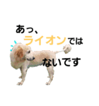 いぬのスタンプだよ2（個別スタンプ：14）