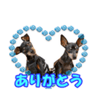 ミニピン、シンプルな相槌、返信用（個別スタンプ：2）