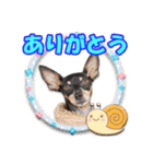 ミニピン、シンプルな相槌、返信用（個別スタンプ：3）