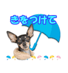 ミニピン、シンプルな相槌、返信用（個別スタンプ：4）