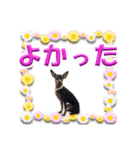 ミニピン、シンプルな相槌、返信用（個別スタンプ：6）