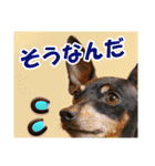 ミニピン、シンプルな相槌、返信用（個別スタンプ：8）