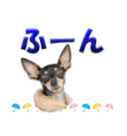 ミニピン、シンプルな相槌、返信用（個別スタンプ：9）