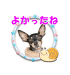ミニピン、シンプルな相槌、返信用（個別スタンプ：10）