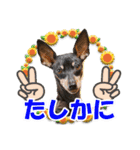 ミニピン、シンプルな相槌、返信用（個別スタンプ：12）