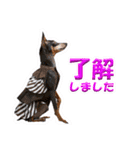ミニピン、シンプルな相槌、返信用（個別スタンプ：16）
