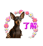 ミニピン、シンプルな相槌、返信用（個別スタンプ：18）