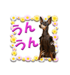 ミニピン、シンプルな相槌、返信用（個別スタンプ：21）