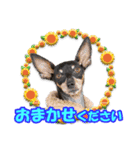 ミニピン、シンプルな相槌、返信用（個別スタンプ：25）