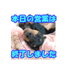 ミニピン、シンプルな相槌、返信用（個別スタンプ：26）