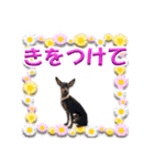 ミニピン、シンプルな相槌、返信用（個別スタンプ：27）