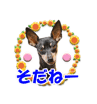 ミニピン、シンプルな相槌、返信用（個別スタンプ：29）