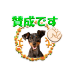 ミニピン、シンプルな相槌、返信用（個別スタンプ：31）