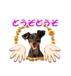 ミニピン、シンプルな相槌、返信用（個別スタンプ：32）