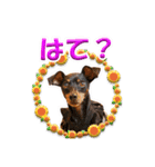 ミニピン、シンプルな相槌、返信用（個別スタンプ：34）