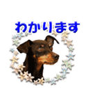 ミニピン、シンプルな相槌、返信用（個別スタンプ：35）