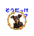 ミニピン、シンプルな相槌、返信用（個別スタンプ：37）