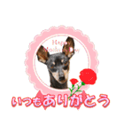 ミニピン、シンプルな相槌、返信用（個別スタンプ：39）