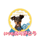 ミニピン、シンプルな相槌、返信用（個別スタンプ：40）