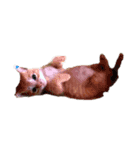 ♪○○さん家のぶさカワにゃんこ♪おちび②（個別スタンプ：2）