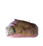 ♪○○さん家のぶさカワにゃんこ♪おちび②（個別スタンプ：3）