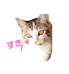 ニャン子ちゃん♡（個別スタンプ：4）