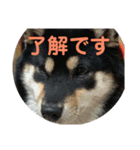 黒柴小梅第2弾（個別スタンプ：1）