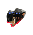 黒柴小梅第2弾（個別スタンプ：2）