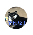 黒柴小梅第2弾（個別スタンプ：5）