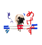 pugスタンプ4（個別スタンプ：2）