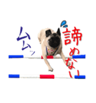 pugスタンプ4（個別スタンプ：3）