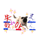 pugスタンプ4（個別スタンプ：4）