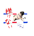 pugスタンプ4（個別スタンプ：5）