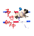 pugスタンプ4（個別スタンプ：6）