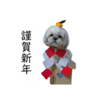 シーズーのwinterスタンプ（個別スタンプ：5）