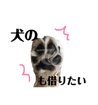 わんことにゃんこ。（個別スタンプ：1）