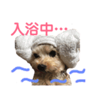 わんことにゃんこ。（個別スタンプ：5）