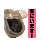 わんことにゃんこ。（個別スタンプ：10）