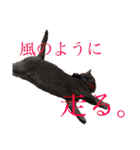 わんことにゃんこ。（個別スタンプ：12）