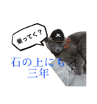 わんことにゃんこ。（個別スタンプ：29）