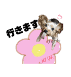わんことにゃんこ。（個別スタンプ：30）