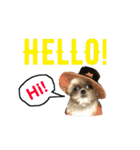 シーズー犬のMOGWAI（個別スタンプ：1）