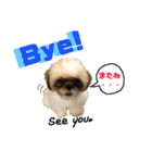 シーズー犬のMOGWAI（個別スタンプ：2）