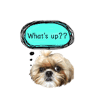 シーズー犬のMOGWAI（個別スタンプ：3）