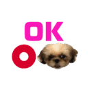 シーズー犬のMOGWAI（個別スタンプ：7）